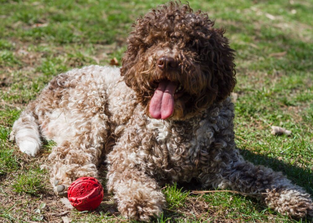 Lagotto Romagnolo